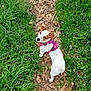 dog, jack_russell_terrier, pet, outdoor, grass, trail, leaves, nature, walking, harness, leash, brown_patch, white_coat, curious, small_dog, canine, animal, summer, daytime, path