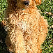 Tucker is registered to the contest to win money with this photo: dog, puppy, golden, fluffy, shaggy, curly_fur, long_hair, sitting, outdoor, grass, garden, portrait, pet, canine, brown, golden_coat, animal, sunlight, leaves, playful