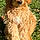 Tucker
