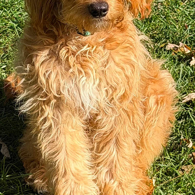 Tucker is registered to the contest to win money with this photo: dog, puppy, golden, fluffy, shaggy, curly_fur, long_hair, sitting, outdoor, grass, garden, portrait, pet, canine, brown, golden_coat, animal, sunlight, leaves, playful