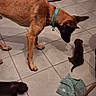 animal_interaction, black_dog, brown_dog, canine, cleaning_tools, collar, dog, household, indoors, mop, multiple_animals, pet, playful, pointed_ears, puppy, shadow, sitting, standing, tail, tile_floor