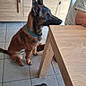 Aïko a rejoint le concours — aidez-le/la à gagner de superbes lots ! animal, belgian_malinois, black_mask, brown_fur, collar, dining_table, dog, ears, human, indoor, kitchen, leash, multiple_dogs, pet, photobomb, puppy, sitting, standing, tiled_floor, wooden_furniture