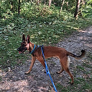 Aïko participe au concours pour gagner de l'argent avec cette photo : dog, leash, forest, trail, trees, greenery, outdoor, nature, walking, canine, sunlight, path, animal, pets, hiking, exercise, daytime, brown, happy, active