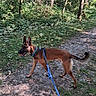 dog, leash, forest, trail, trees, greenery, outdoor, nature, walking, canine, sunlight, path, animal, pets, hiking, exercise, daytime, brown, happy, active