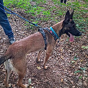 Aïko participe au concours pour gagner de l'argent avec cette photo : animals, belgian_malinois, black_and_brown, black_and_white_dog, collar, dog, dog_walk, forest, harness, leash, leaves, nature, outdoors, panting, people, pointed_ears, standing, tongue, trees, woodland