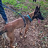 animals, belgian_malinois, black_and_brown, black_and_white_dog, collar, dog, dog_walk, forest, harness, leash, leaves, nature, outdoors, panting, people, pointed_ears, standing, tongue, trees, woodland