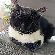 Tinou participe au concours pour gagner de l'argent avec cette photo : cat, tuxedo_cat, sleeping, black_and_white, whiskers, indoor, window_light, plant, close_up, pet, feline, resting, cozy, fur, animal, domestic_cat, quiet, texture, gray, relaxation