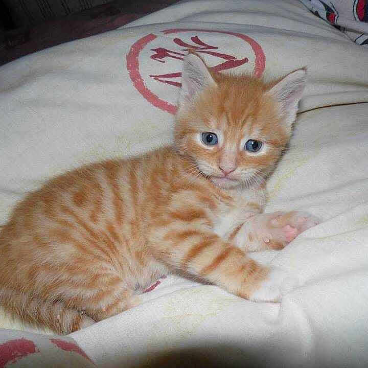 Marmalade