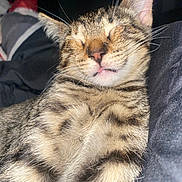 Astrid is registered to the contest to win money with this photo: cat, kitten, sleeping, tabby, fur, whiskers, closeup, pet, animal, cute, relaxed, indoors, cozy, snuggled, pink_nose, soft_lighting, resting, face, muzzle, ears
