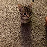 Astrid is registered to the contest to win money with this photo: kitten, cat, tabby, carpet, shadow, pet, animal, cute, indoor, feline, small, curious, whiskers, ears, tail, texture, brown, gray, young, looking_up