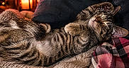 Astrid is registered to the contest to win money with this photo: cat, kitten, sleeping, tabby, cozy, blanket, fur, indoor, pet, relaxed, cute, comfort, nap, soft, warm, candlelight, plaid, resting, animal, feline