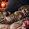cat, kitten, sleeping, tabby, cozy, blanket, fur, indoor, pet, relaxed, cute, comfort, nap, soft, warm, candlelight, plaid, resting, animal, feline
