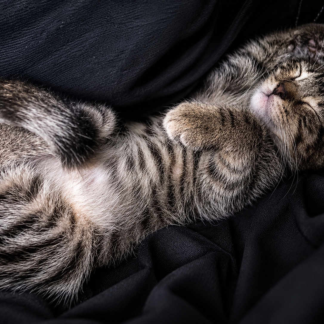 Astrid joined the competition — help win amazing prizes! cat, kitten, tabby, sleeping, resting, fur, whiskers, paws, striped, cute, cozy, domestic_animal, pet, animal, closeup, soft, black_background, relaxation, adorable, feline
