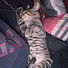 Astrid joined the competition — help win amazing prizes! tabby_kitten, sleeping, cat, pet, person, tattoo, shirt, chain, paw, striped_pillow, cozy, indoor, resting, cute, feline, animal, nap, close_up, relaxation, domestic_life