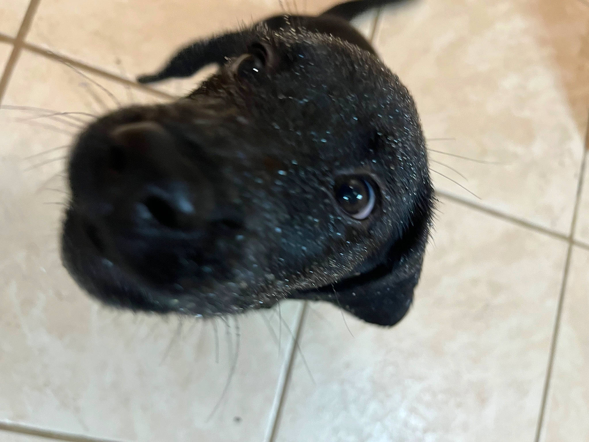 Betsy joined the competition — help win amazing prizes! borador, canidae, carnivore, companion_dog, dog, dog_breed, event, fawn, fur, liver, non_sporting_group, pet_supply, puppy, retriever, snout, sporting_group, terrestrial_animal, whiskers, working_animal