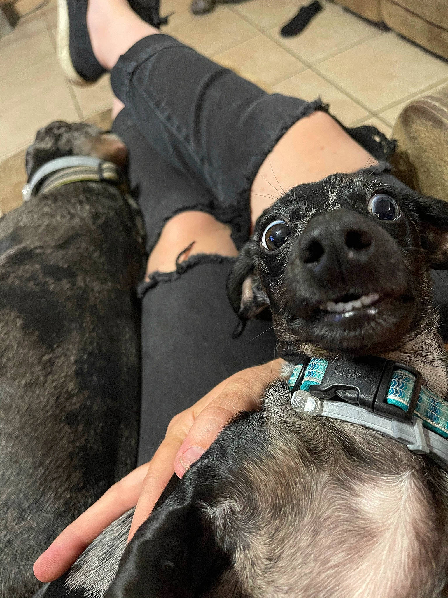 Hattie Mae joined the competition — help win amazing prizes! carnivore, collar, comfort, companion_dog, dog, dog_breed, dog_collar, fashion_accessory, fawn, fur, human_leg, knee, leash, liver, pet_supply, snout, thigh, vertebrate, working_animal, wrist