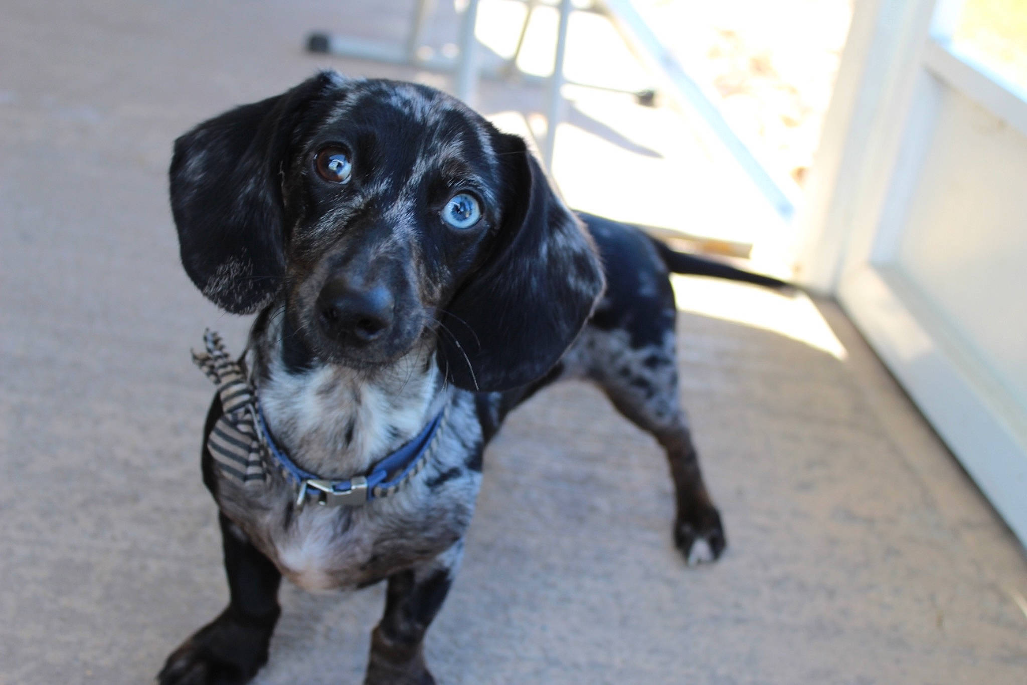 Hattie Mae joined the competition — help win amazing prizes! canidae, carnivore, collar, companion_dog, dog, dog_breed, dog_supply, eye, fawn, fur, guard_dog, non_sporting_group, pet_supply, puppy, snout, sporting_group, toy_dog, whiskers, working_animal, working_dog