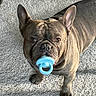 Niner joined the competition — help win amazing prizes! french_bulldog, dog, pet, animal, carpet, indoor, brown, ears, cute, pacifier, toy, looking_up, standing, fur, mammal, domestic_animal, companion, playful, nose, whiskers