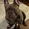 Niner is registered to the contest to win money with this photo: french_bulldog, dog, pet, indoor, carpet, ears, fur, animal, cute, portrait, sitting, brown, wrinkles, floor, wood_floor, canine, domestic_animal, attention, looking_up, companion