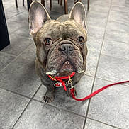 Niner is registered to the contest to win money with this photo: french_bulldog, dog, pet, indoor, tile_floor, leash, collar, brown_dog, small_dog, looking_up, animal, cute, ears_up, floor, chair, table, domestic_animal, canine, companion, alert