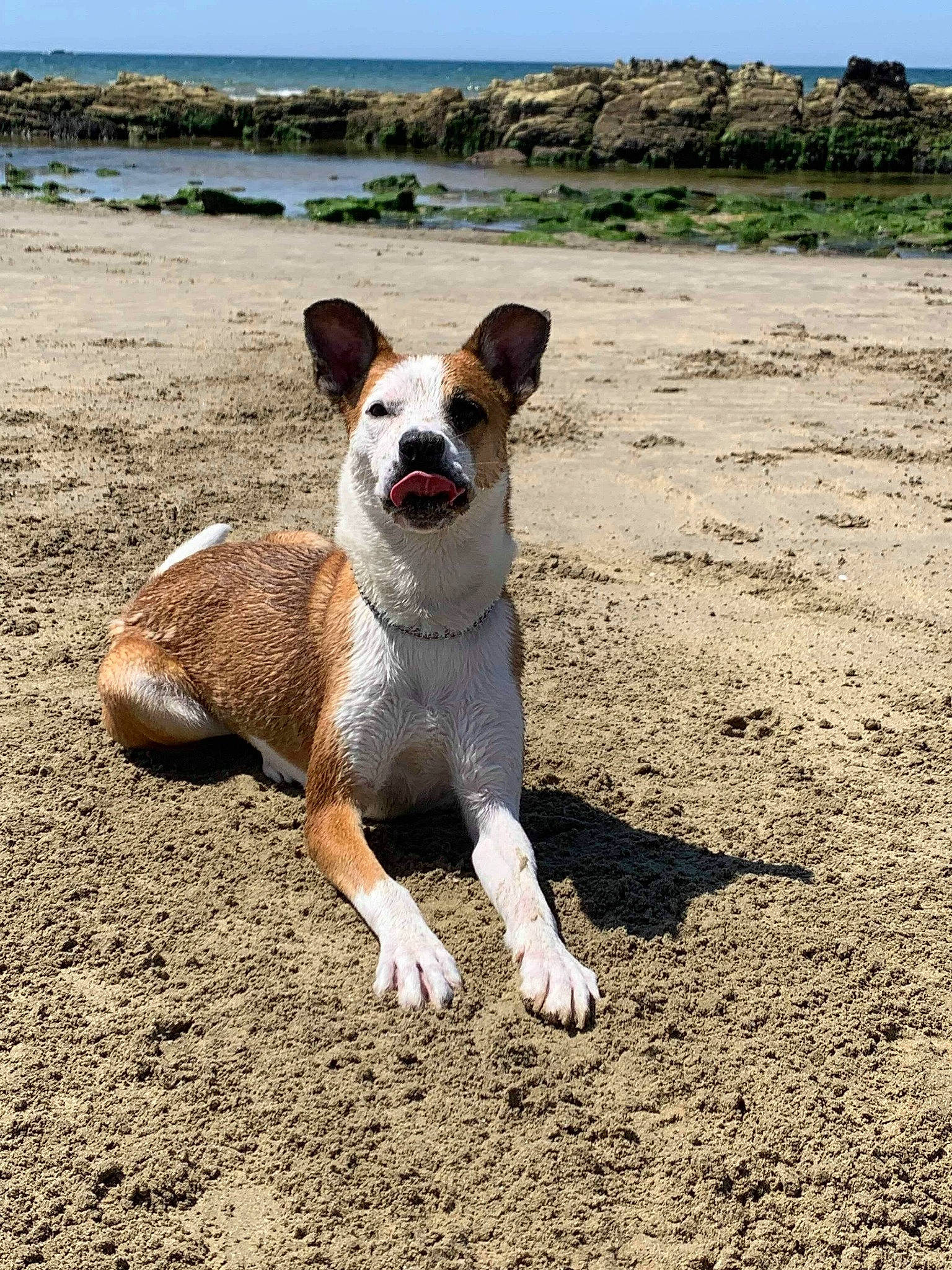 Nena a rejoint le concours — aidez-le/la à gagner de superbes lots ! basenji, beach, canidae, cardigan_welsh_corgi, carnivore, dog, dog_breed, fawn, hunting_dog, mammal, sand, street_dog, vacation, vertebrate
