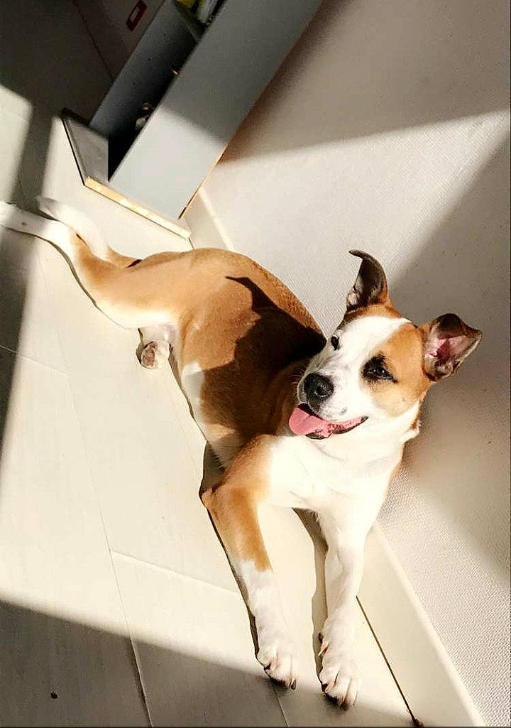 Nena participe au concours pour gagner de l'argent avec cette photo : boston_terrier, canidae, carnivore, companion_dog, dog, dog_breed, ear, fawn, floor, french_bulldog, non_sporting_group, pit_bull, puppy, snout, sporting_group