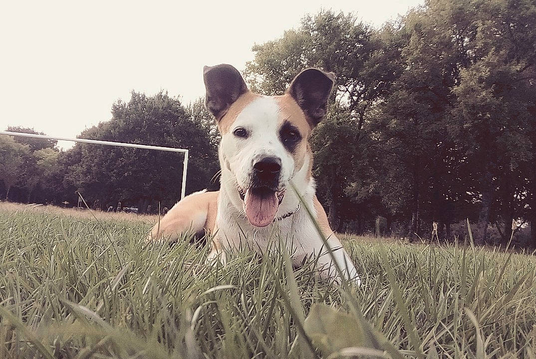 Nena participe au concours pour gagner de l'argent avec cette photo : american_pit_bull_terrier, american_staffordshire_terrier, canidae, carnivore, companion_dog, dog, dog_breed, ear, fawn, grass, mammal, meadow, non_sporting_group, nose, pit_bull, sky, snout, sporting_group, sunlight, vertebrate