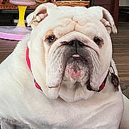 Harry joined the competition — help win amazing prizes! bulldog, dog, pet, indoor, floor, collar, white, toy, furniture, closeup, portrait, animal, cute, domestic, companion, mammal, face, expression, relaxed, home
