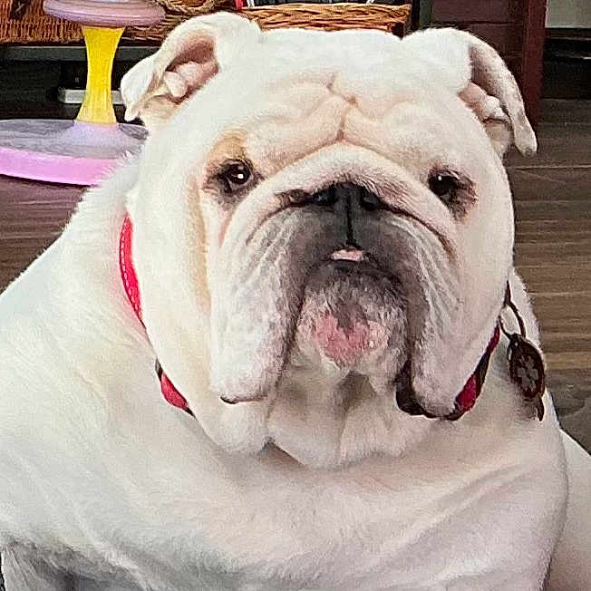 Harry joined the competition — help win amazing prizes! bulldog, dog, pet, indoor, floor, collar, white, toy, furniture, closeup, portrait, animal, cute, domestic, companion, mammal, face, expression, relaxed, home