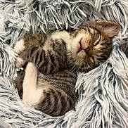 Suki is registered to the contest to win money with this photo: kitten, sleeping, tabby, fur, cozy, fluffy, soft, cute, pet, animal, resting, closed_eyes, small, adorable, domestic_cat, snug, cuddly, young, comfort, relaxed