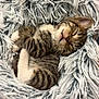kitten, sleeping, tabby, fur, cozy, fluffy, soft, cute, pet, animal, resting, closed_eyes, small, adorable, domestic_cat, snug, cuddly, young, comfort, relaxed