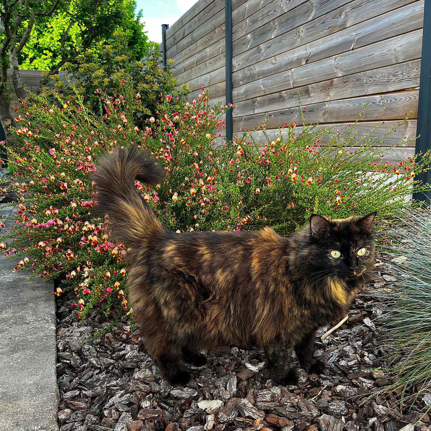Romy a rejoint le concours — aidez-le/la à gagner de superbes lots ! animal, bark_mulch, cat, curious, daylight, flowers, fur, garden, greenery, nature, outdoor, pet, plant, shrub, sky, sunlight, tail, tortoiseshell_cat, walking, wooden_fence