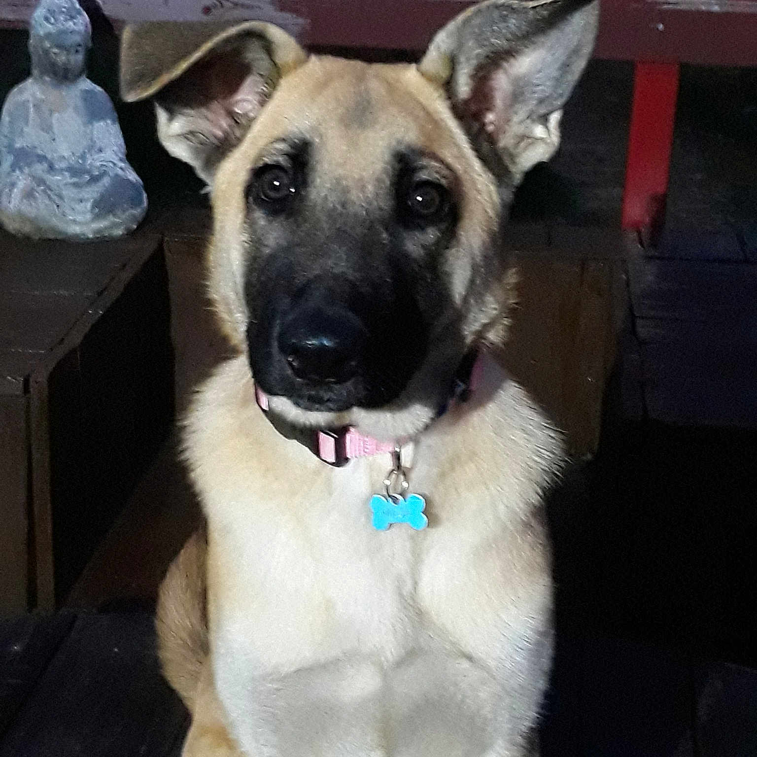 Maja