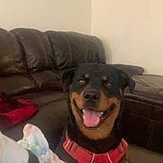 Ruger joined the competition — help win amazing prizes! dog, rottweiler, red_harness, tongue_out, smiling, leather_sofa, couch, living_room, wall_art, framed_picture, indoor, pet, happy, blanket, human_leg, striped_clothing, collar, muzzle, sitting, floor