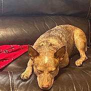 Hazel is registered to the contest to win money with this photo: blanket, brown_dog, closed_eyes, couch, cozy, dog, ear, fur, indoor, leather_sofa, living_room, paw, pet, relaxation, resting, sleeping, snout, stitch_seam, upholstery, whiskers