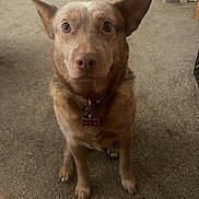 Hazel joined the competition — help win amazing prizes! dog, pet, brown_fur, ears, eyes, nose, collar, id_tag, sitting, carpet, indoor, living_room, tv_stand, furniture, close_up, portrait, front_paws, looking_up, cute, canine