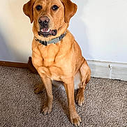 Copper joined the competition — help win amazing prizes! dog, golden_brown, sitting, carpet, indoor, pet, collar, canine, animal, looking, attentive, mouth_open, fur, ears, snout, wall, baseboard_heater, floor, domestic, companion