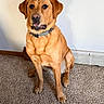 dog, golden_brown, sitting, carpet, indoor, pet, collar, canine, animal, looking, attentive, mouth_open, fur, ears, snout, wall, baseboard_heater, floor, domestic, companion