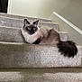 Scarlet joined the competition — help win amazing prizes! animal, blue_eyes, carpet, cat, cute, domestic_animal, feline, fluffy, fur, home_interior, house, indoor, mammal, pet, quiet, relaxed, resting, siamese_cat, stairs, tail