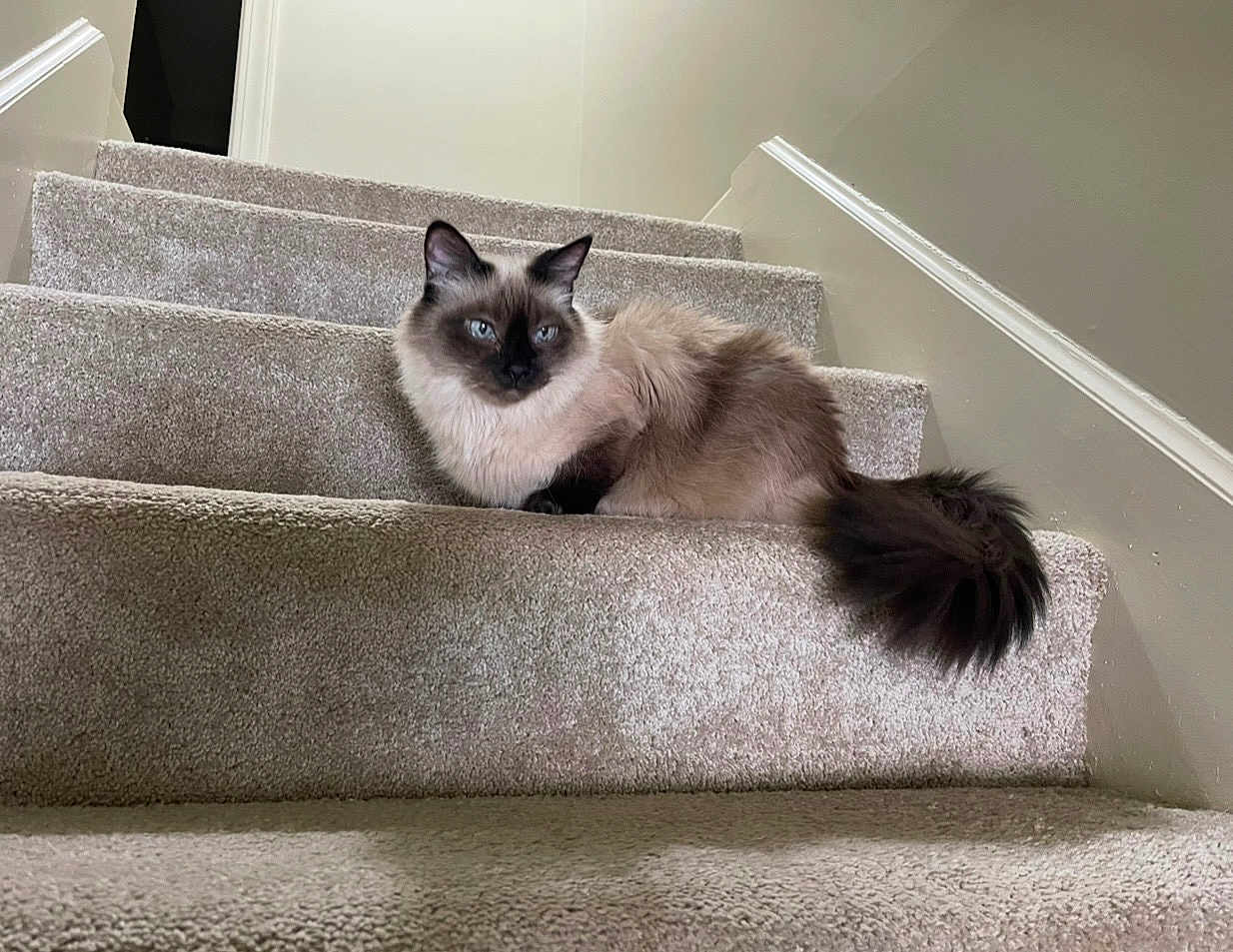 Scarlet joined the competition — help win amazing prizes! animal, blue_eyes, carpet, cat, cute, domestic_animal, feline, fluffy, fur, home_interior, house, indoor, mammal, pet, quiet, relaxed, resting, siamese_cat, stairs, tail