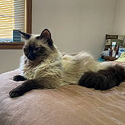 Scarlet joined the competition — help win amazing prizes! animal, bed, beige, brown, cat, cozy, feline, fluffy, fur, home, indoor, laptop, pet, pillow, relaxed, resting, siamese_cat, soft_light, table, window