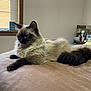 animal, bed, beige, brown, cat, cozy, feline, fluffy, fur, home, indoor, laptop, pet, pillow, relaxed, resting, siamese_cat, soft_light, table, window