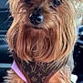 dog, small_dog, yorkshire_terrier, fur, close_up, pet, animal, cute, fashion, harness, brown_fur, black_nose, big_eyes, indoor, car_interior, seat, curious, portrait, fluffy, adorable