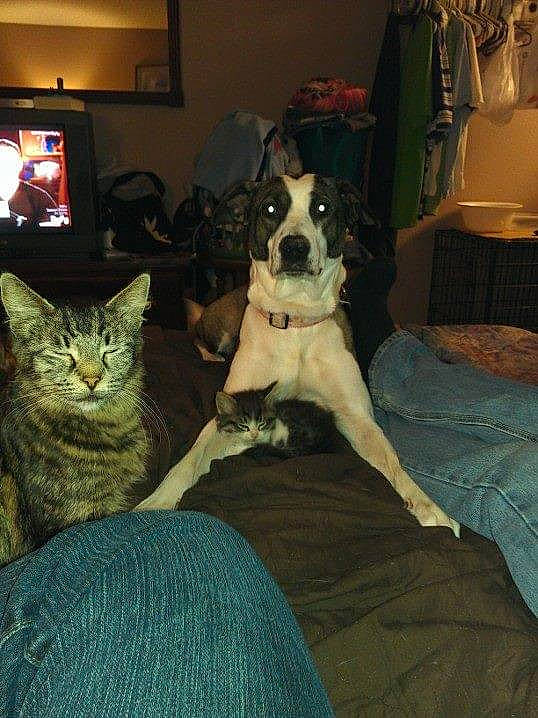 Medusa is registered to the contest to win money with this photo: boston_terrier, canidae, carnivore, cat, dog, dog_breed, fawn, felidae, mammal, non_sporting_group, small_to_medium_sized_cats, sporting_group, tail, vertebrate, whiskers