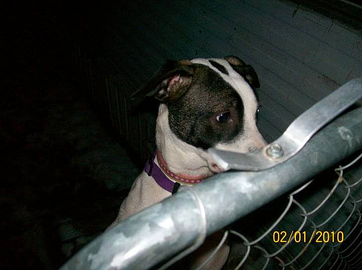 Medusa is registered to the contest to win money with this photo: american_pit_bull_terrier, american_staffordshire_terrier, canidae, carnivore, companion_dog, dog, dog_breed, fawn, feist, mammal, non_sporting_group, pit_bull, puppy, snout, sporting_group, vertebrate