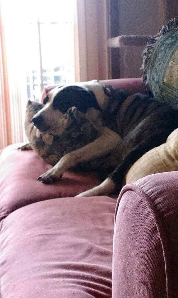 Medusa joined the competition — help win amazing prizes! american_bulldog, canidae, carnivore, chair, comfort, companion_dog, couch, dog, dog_breed, fawn, furniture, nap, non_sporting_group, pillow, pit_bull, puppy, puppy_love, sleep