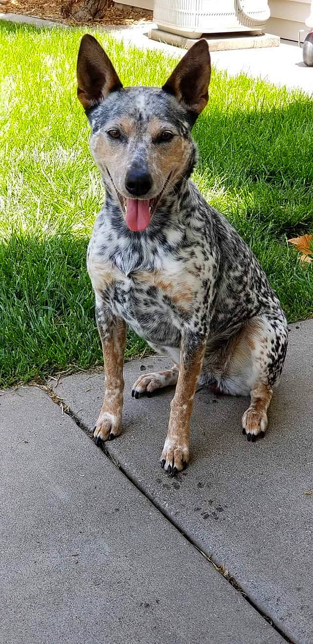 Suzie Lou joined the competition — help win amazing prizes! australian_cattle_dog, camouflage, canidae, carnivore, collar, companion_dog, dog, dog_breed, dog_collar, grass, guard_dog, koolie, military_camouflage, pattern, road_surface, snout, sporting_group, terrestrial_animal, working_animal, working_dog