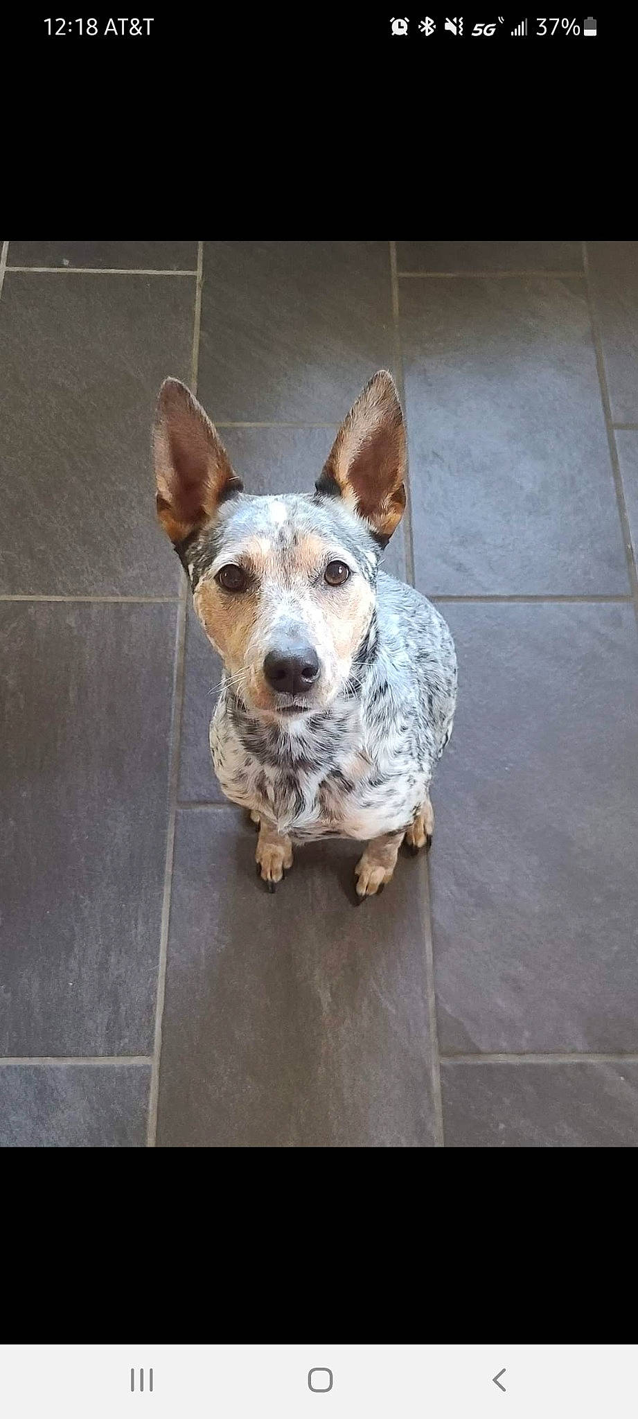 Suzie Lou is registered to the contest to win money with this photo: australian_cattle_dog, canidae, carnivore, collar, companion_dog, dog, dog_breed, dog_collar, fawn, flooring, koolie, road_surface, snout, sporting_group, street_dog, tail, terrestrial_animal, terrier, whiskers, working_animal