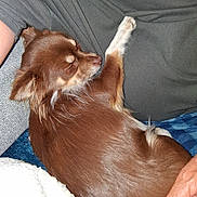 Vegas participe au concours pour gagner de l'argent avec cette photo : dog, brown_dog, sleeping, pet, paw, fur, person, hand, lap, blanket, couch, indoor, resting, cozy, close_up, comfort, casual_clothing, relaxation, animal, companion