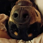 Buddy Ebbesson is registered to the contest to win money with this photo: animal, bed, blanket, close_up, comfort, cozy, cute, dog, face, fur, indoor, nose, pet, relaxed, resting, sleeping, snout, soft, upside_down, whiskers